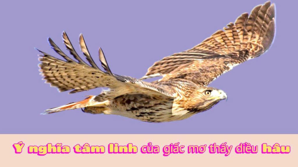 mơ thấy diều hâu