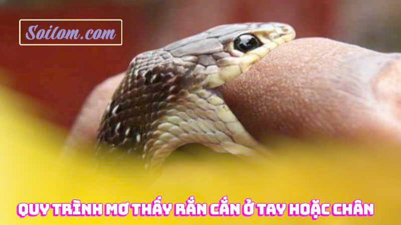 Mơ thấy rắn cắn vào tay hoặc chân