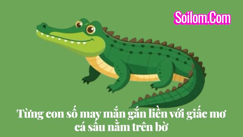 mơ thấy cá sấu nằm trên bờ